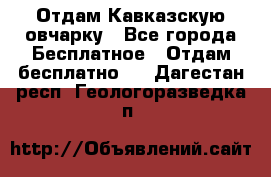 Отдам Кавказскую овчарку - Все города Бесплатное » Отдам бесплатно   . Дагестан респ.,Геологоразведка п.